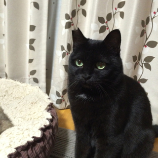 魅惑の黒猫、黒ママ