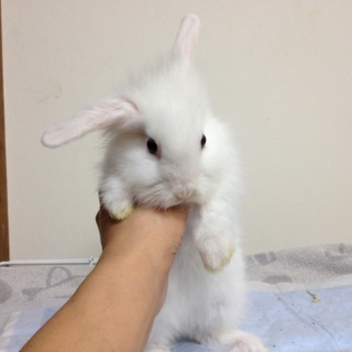 ６羽まとめて募集を　１羽ずつ募集にしました