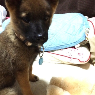 里親さんが決まりました！