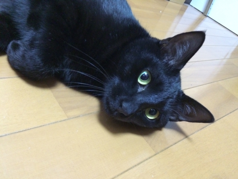 黒猫 1歳半 オス 去勢 神奈川県 猫の里親募集 ペットのおうち 月間利用者150万人