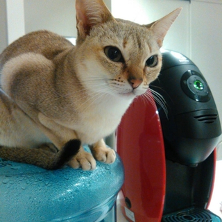 可愛いシンガプーラ
