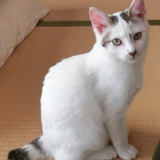 幸せ招く短尾のイケメン