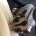 フクモモの里親になってください