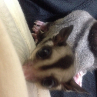 フクモモの里親になってください
