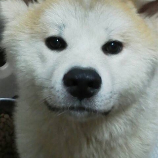 可愛く人懐っこい秋田犬