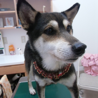 動物病院保護　黒柴女の子