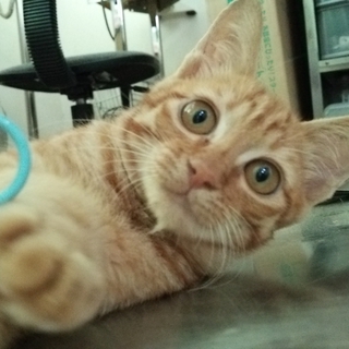 茶トラの若猫