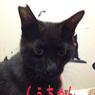 黒猫のくぅちゃん　優しい男の子