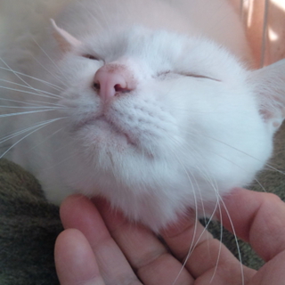 飼い猫１４匹、殺処分直前救助致しました!