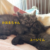 長毛グレー兄妹にゃんこ。かおるちゃん サムネイル3