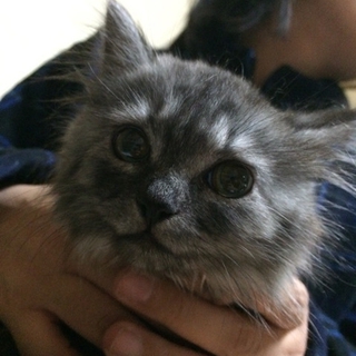 長毛グレー兄妹にゃんこ。かおるちゃん
