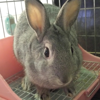 1歳半ぐらいのミニウサギ