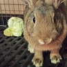 1歳半ぐらいのミニウサギ サムネイル2