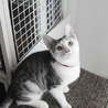 最高のお膝猫！可愛くておもろくて美しい猫☆ サムネイル3