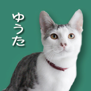 最高のお膝猫！可愛くておもろくて美しい猫☆