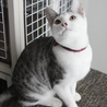 最高のお膝猫！可愛くておもろくて美しい猫☆ サムネイル2