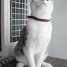 最高のお膝猫！可愛くておもろくて美しい猫☆ サムネイル4