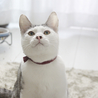 最高のお膝猫！可愛くておもろくて美しい猫☆ サムネイル6