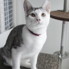 最高のお膝猫！可愛くておもろくて美しい猫☆ サムネイル5