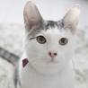 最高のお膝猫！可愛くておもろくて美しい猫☆ サムネイル7
