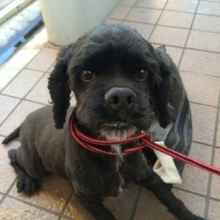 アメリカンコッカー懐っこい２歳女の子です。