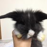 ６羽まとめて募集を　１羽ずつ募集にしました サムネイル5