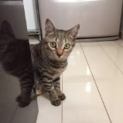 キジ猫ちゃん