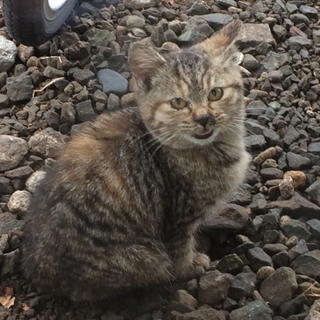 至急里親求む