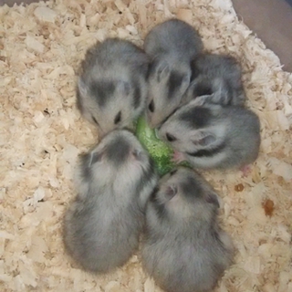 ハムスター里親募集中