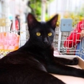 黒猫の男の子。
