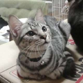 サバトラ子猫　
