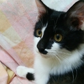 人が大好きな猫♪