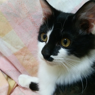 人が大好きな猫♪