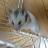 キンクマ（長毛）×シルバーグレー赤ちゃん サムネイル2