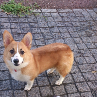 コーギー1歳です