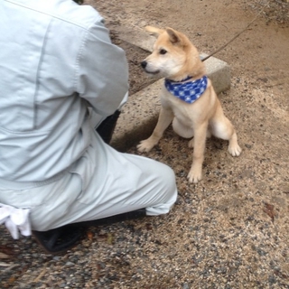 収容子犬＊じょーじ＊