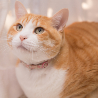 穏やかでのんびりしたでっかい猫さん