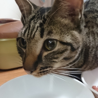 保護猫