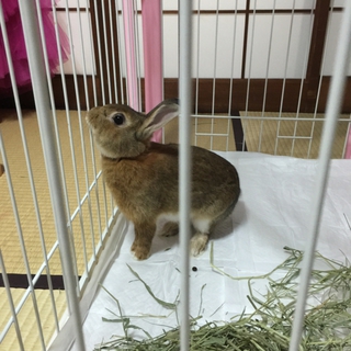 上新庄警察から保護 チチャの里親様募集