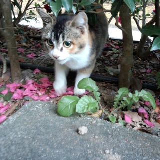 猫ちゃん大好きご家族に迎えて頂きました。