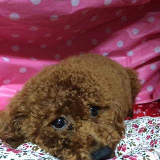 トイプードル２歳女の子です。