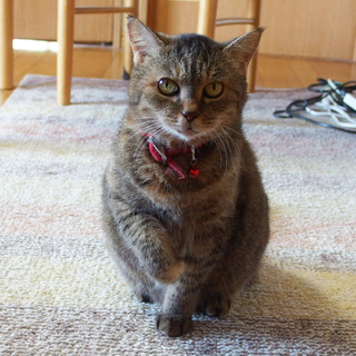 大人のトラ猫ちゃん、みゅーです。