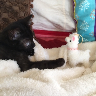 黒い子猫(視力障害あり)