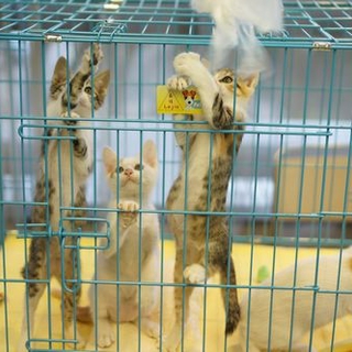 ４匹兄弟　♀キジ白　美人猫♪　ソフちゃん