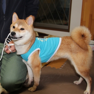 人懐っこいシバ犬の女の子　里親募集