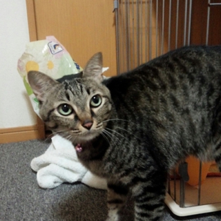 飼育放棄された8歳のﾈｺﾁｬﾝ