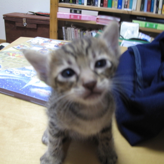 お利口さんといえば僕!!新しい家族まってます♡