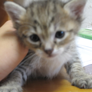 しっかり者の子猫はいかがですか??♡
