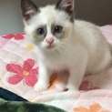 ラグドール風子猫