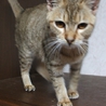 ちゃとらの子猫の里親募集です。 サムネイル7